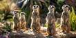 Curious meerkats on lookout in a sunlit habitat, exuding alertness and group dynamics