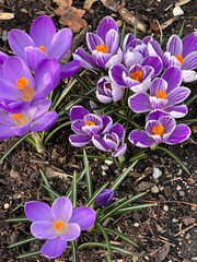 Wall Mural - Purple crocus flowers bloom in the garden in spring