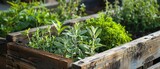 Fototapeta Las - Close up of fresh medicinal herbs,  in wooden raised bed in garden