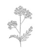 Hand drawn line art minimalist yarrow illustration. Healing herbs, culinary herbs, aromatherapy plants, herbal tea ingredients. Botanical clipart. Plant  illustration. Organic skincare ingredients.