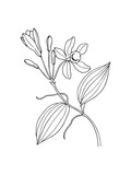 Fototapeta Sypialnia - Hand drawn line art minimalist vanilla illustration. Healing herbs, culinary herbs, aromatherapy plants, herbal tea ingredients. Botanical clipart. Plant  illustration. Organic skincare ingredients.