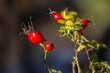 Red rosehip berries on the branches. Romantic autumn still life with rosehip berries. Wrinkled berries of rosehip on a bush on late Fall. Hawthorn berries are tiny fruits that grow on trees