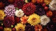 Colorful dahlia flowers background. Top view. Flat lay.