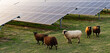 © El Benedikt - Photovoltaic solar panels power plant with sheep for agriculture and power generation