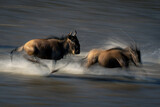 Fototapeta Konie - Slow pan of two wildebeest traversing stream
