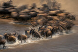 Fototapeta Konie - Slow pan of wildebeest galloping across river