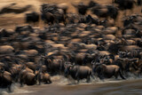 Fototapeta Konie - Slow pan of wildebeest crossing Mara river