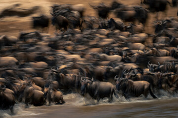 Canvas Print - Slow pan of wildebeest crossing Mara river