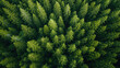 Arial view of trees