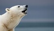 A Polar Bear With Its Head Raised Scenting The Wi