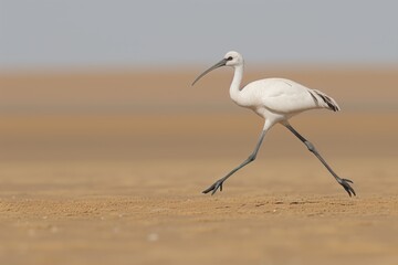 a serene and elegant white bird is captured mid-stride as it walks across a barren sandy landscape. 