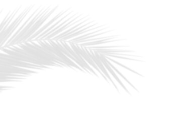 Wall Mural - nature palm leaf shadow isolated on white background