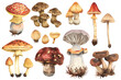 Fantasievolle Pilzillustration: Lustige und niedliche Funghis auf weißem Hintergrund