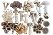 Isolierte Pilze auf weißem Hintergrund: Frische und gesunde Funghis für Ihre Kochrezepte