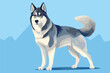 Thoroughbred Siberian Husky dog in full length. Dog breed illustration vector.