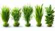 Realistic set of green grass sprouts isolated on transparent background. Modern illustration of lawn plant, landscaping element, garden decoration, football pitch surface, fresh meadow herb.