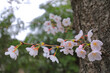 桜の花のアップ　Close-up of cherry blossoms