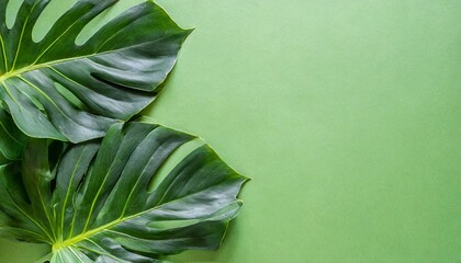 Wall Mural - tropical leaf frame on green background with copy space flat lay top view summer or spring nature concept leaves mock up