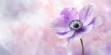 Fototapeta  - Anémone, fleur violette. Fond floral, espace vide