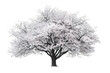 © AIstudio1 - Cherry Bloom on transparent background,