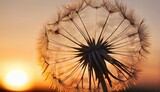 Fototapeta Dmuchawce - dandelion seed with background 
