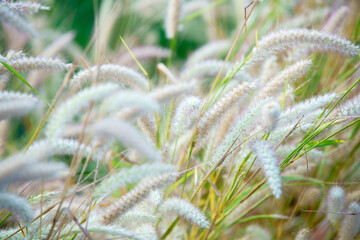 Wall Mural - grass flower
