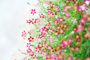 Wall Mural - gypsophila flower