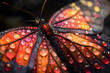 Colorful Butterfly With Water Drops on Wings
