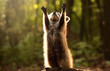 a small animal standing on its hind legs in the woods with its arms up in the air and its head up