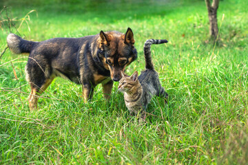 Wall Mural - Cat and dog walking together on the grass in the summer garden