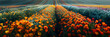 Aerial view of field of marigolds Tagetes on farm,
Marigold flower garden, blurred background, soft and selective focus