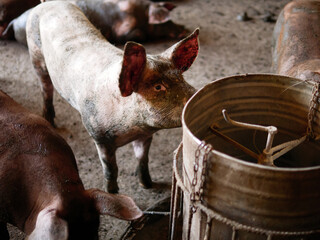 Wall Mural - Masses Breeder pig with dirty body, Many Pig's body.Big pig on a farm in a pigsty, young big crowd domestic pig at animal farm indoors