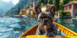 Französische Bulldogge auf einem Boot