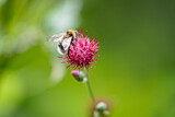 Fototapeta  - A Honey Bee Collecting Pollen from Flower
