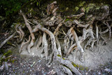 Fototapeta  - Tree Roots in a Forest