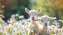 Two Little Funny Baby Goats Playing In The Field With Flowers