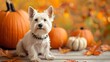 White Terrier dog decorated with photo props sits near orange pumpkins