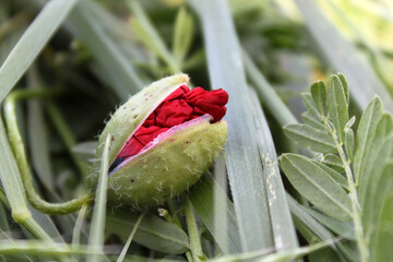 Poster - Opening buds of poppy flowers in a sunny meadow.