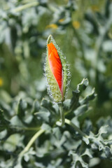 Poster - Opening buds of poppy flowers in a sunny meadow.