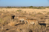 Fototapeta Sawanna - Otjiwarongo: Three cheetahs walking through the namibian Kalahari
