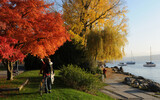 Fototapeta Sawanna - Switzerland: Autum colors at Lake Zürich in Seefeld