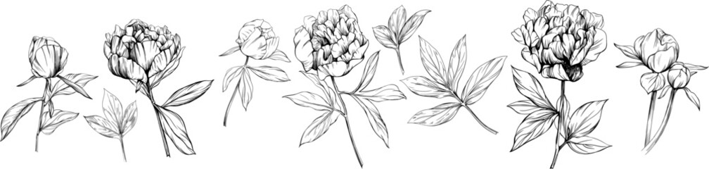 Peony floral botanical flower hand drawn set. Wild spring leaf wildflower isolated collection. Black and white engraved ink art collection. Isolated peony illustration element on white background.