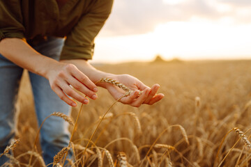 Fototapete - Wheat quality check. Farmer with ears of wheat in a wheat field. Growth nature harvest. Agriculture farm.