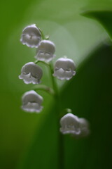 Wall Mural - water drops on a green leaf