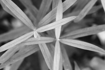 Wall Mural - close up of a leaf