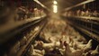 birds eye view inside a modern poultry barn, ocean of white chickens 