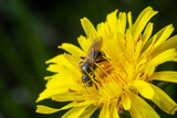 Fototapeta  - An isolated single specimen of honey bee taking pollen on the yellow dandelion flowers