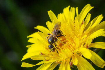 An isolated single specimen of honey bee taking pollen on the yellow dandelion flowers