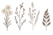 Collection of different types of flowers on a plain white background. Ideal for floral designs and spring concepts