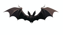 Flying Bat Silhouette Vector. Long Eared Bat 